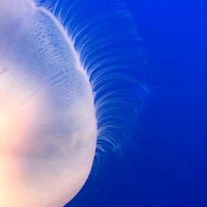 Meet your Posher, Elsie